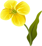 Yellow Flower