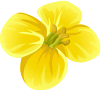 Yellow Flower